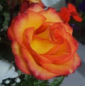 Meet your Posher, Luisa